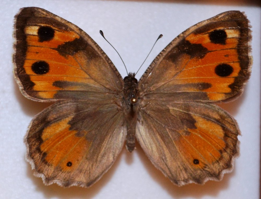 Pseudochazara euxina