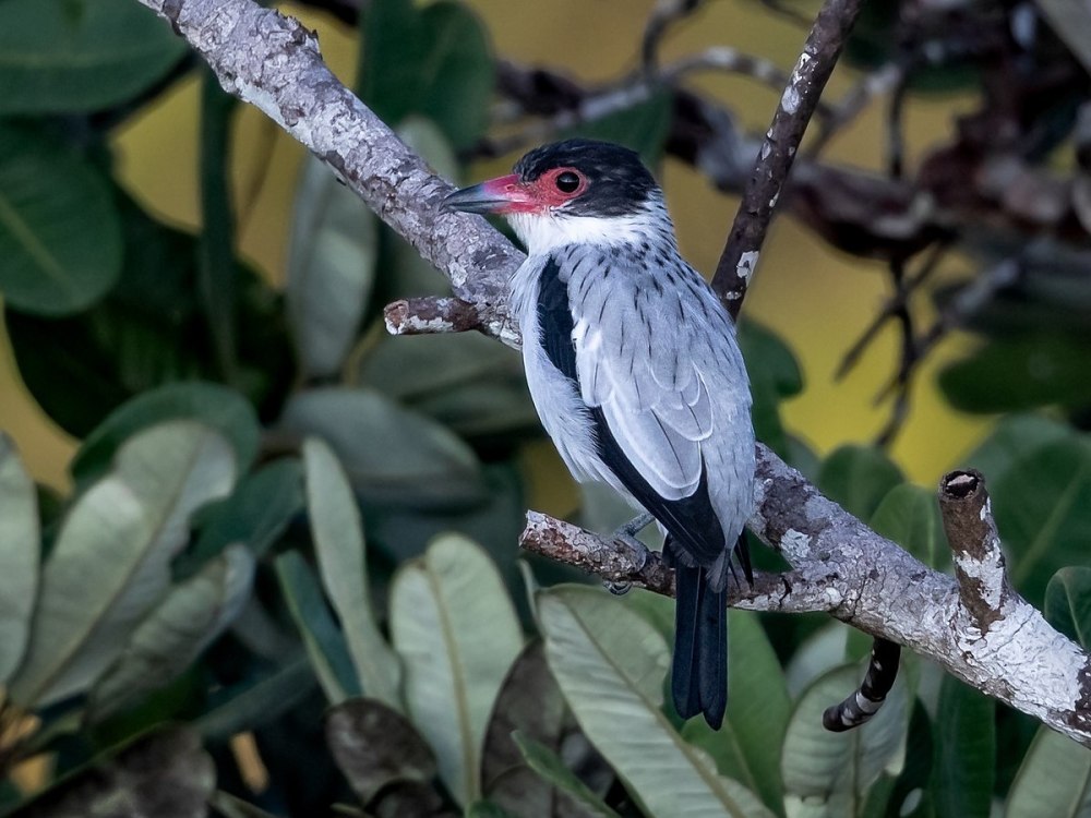 Tityra cayana