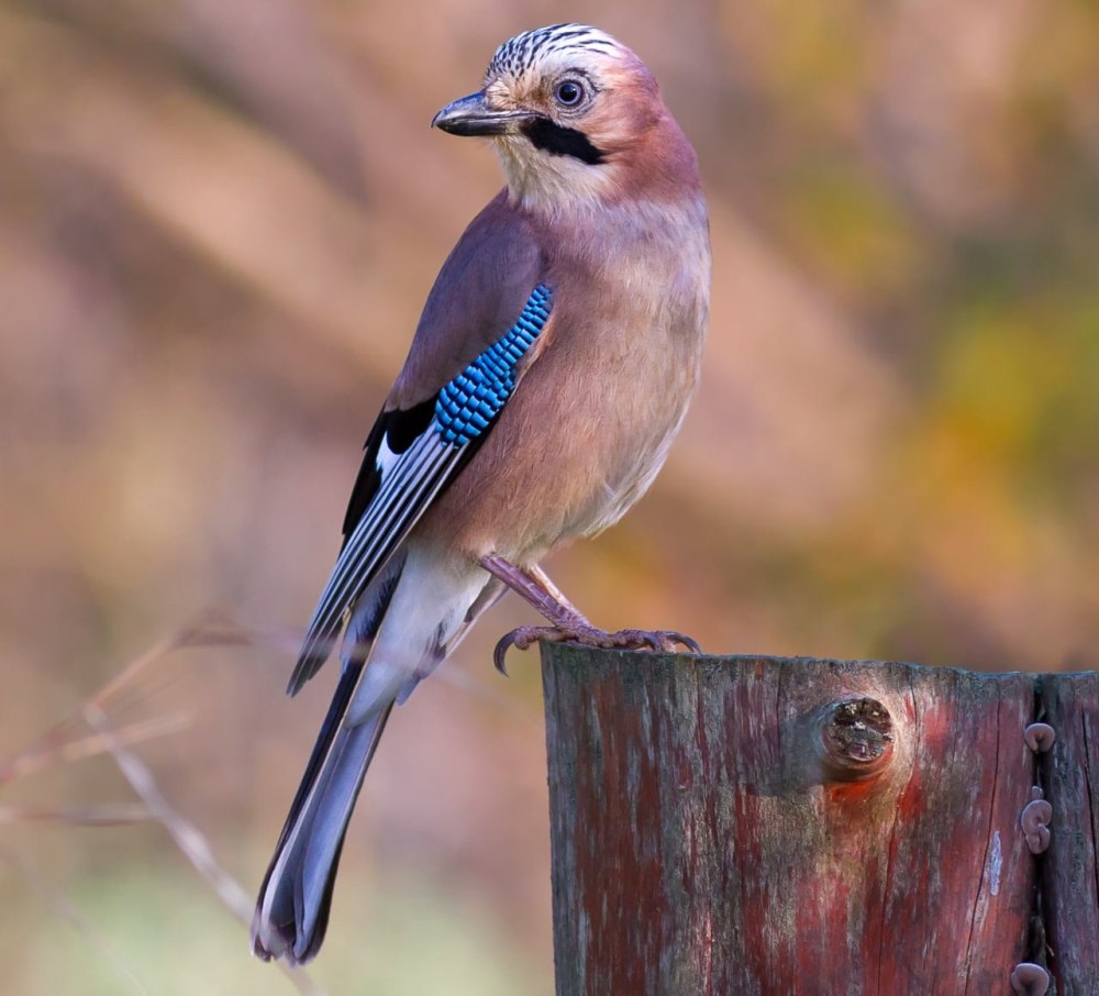 Сойка garrulus glandarius