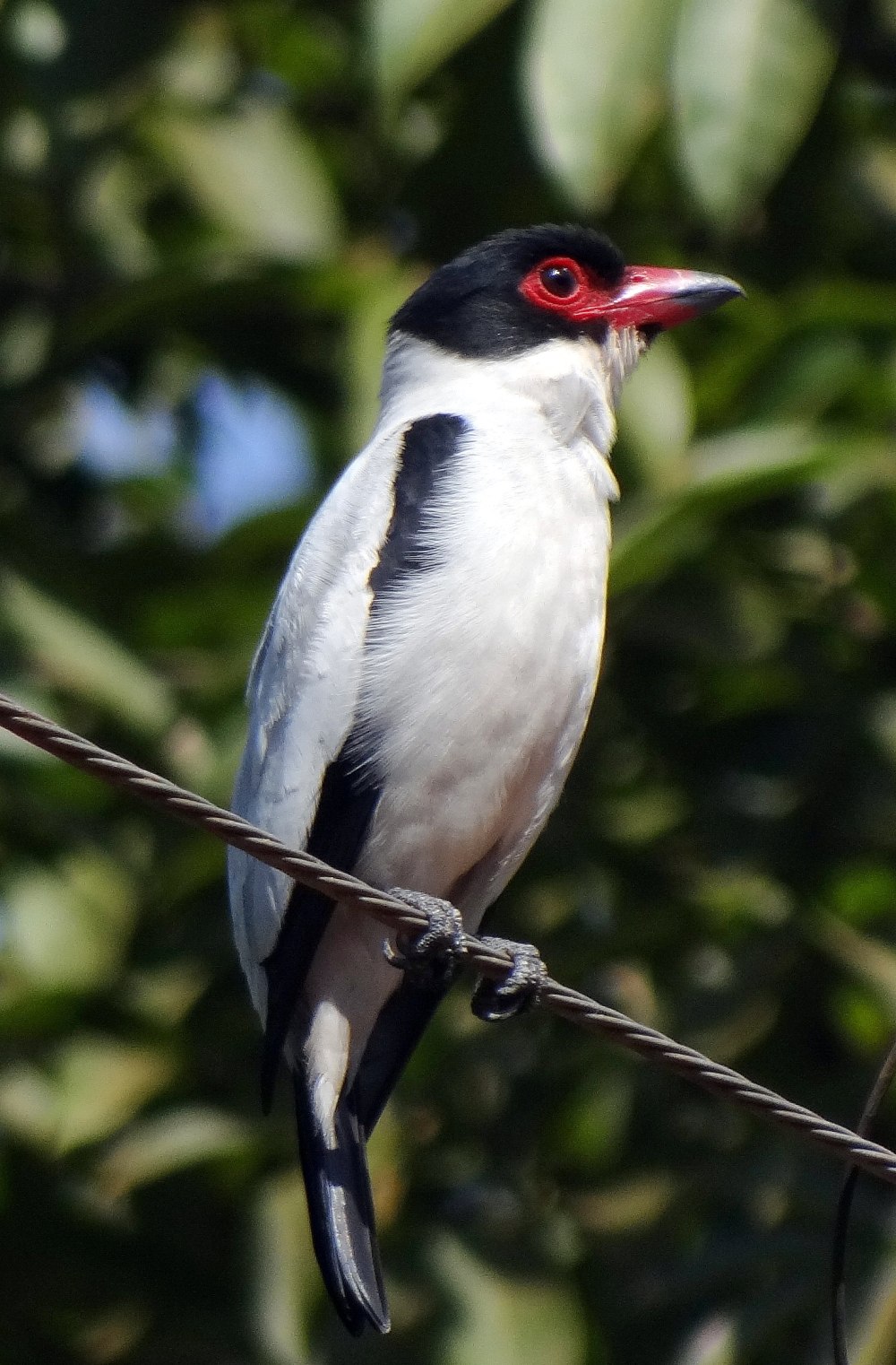 Tityra cayana