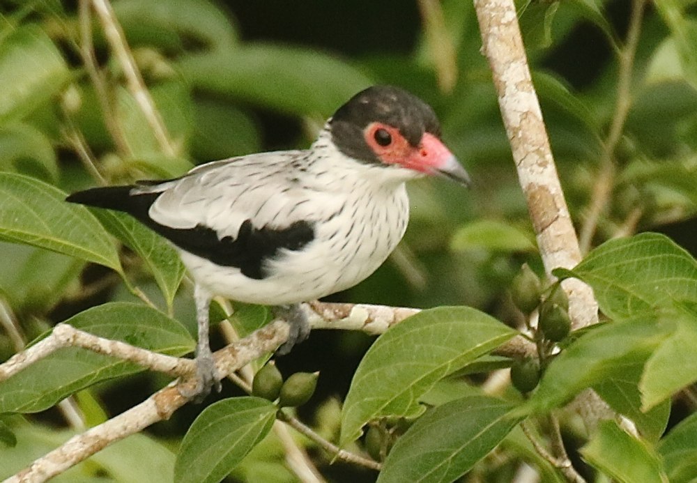 Tityra cayana