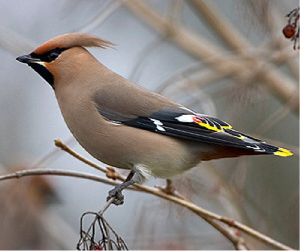 Свиристель обыкновенный (Bombycilla garrulus)