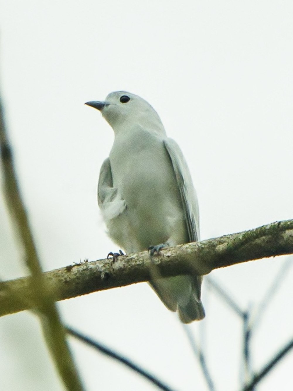 Nitidus Casinosus