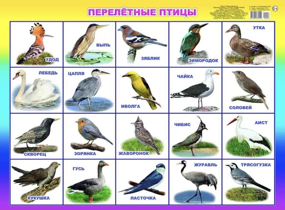 Перелётные птицы названия для детей список с картинками