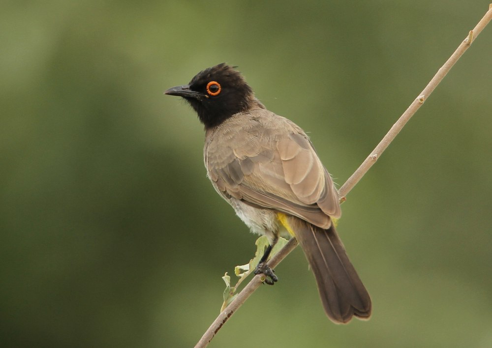 Pycnonotus nigricans
