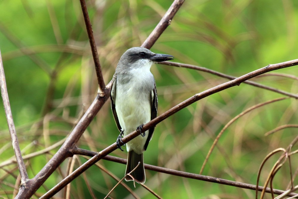 Tyrannus dominicensis