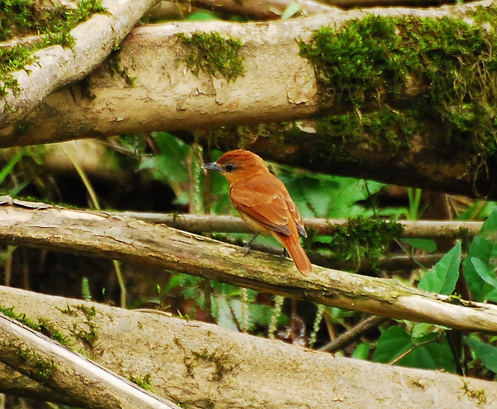 Pachyramphus surinamus