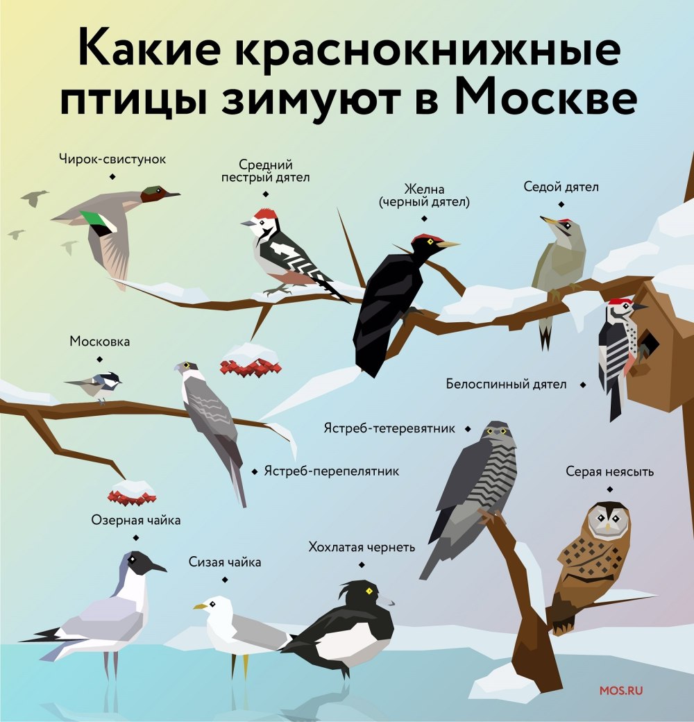 Птицы Москвы
