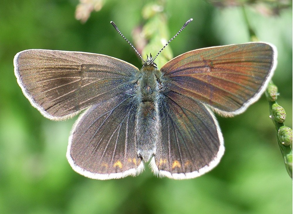 Eumedonia eumedon