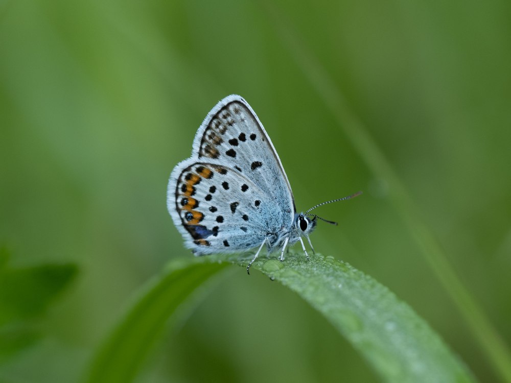 Plebejus Argus