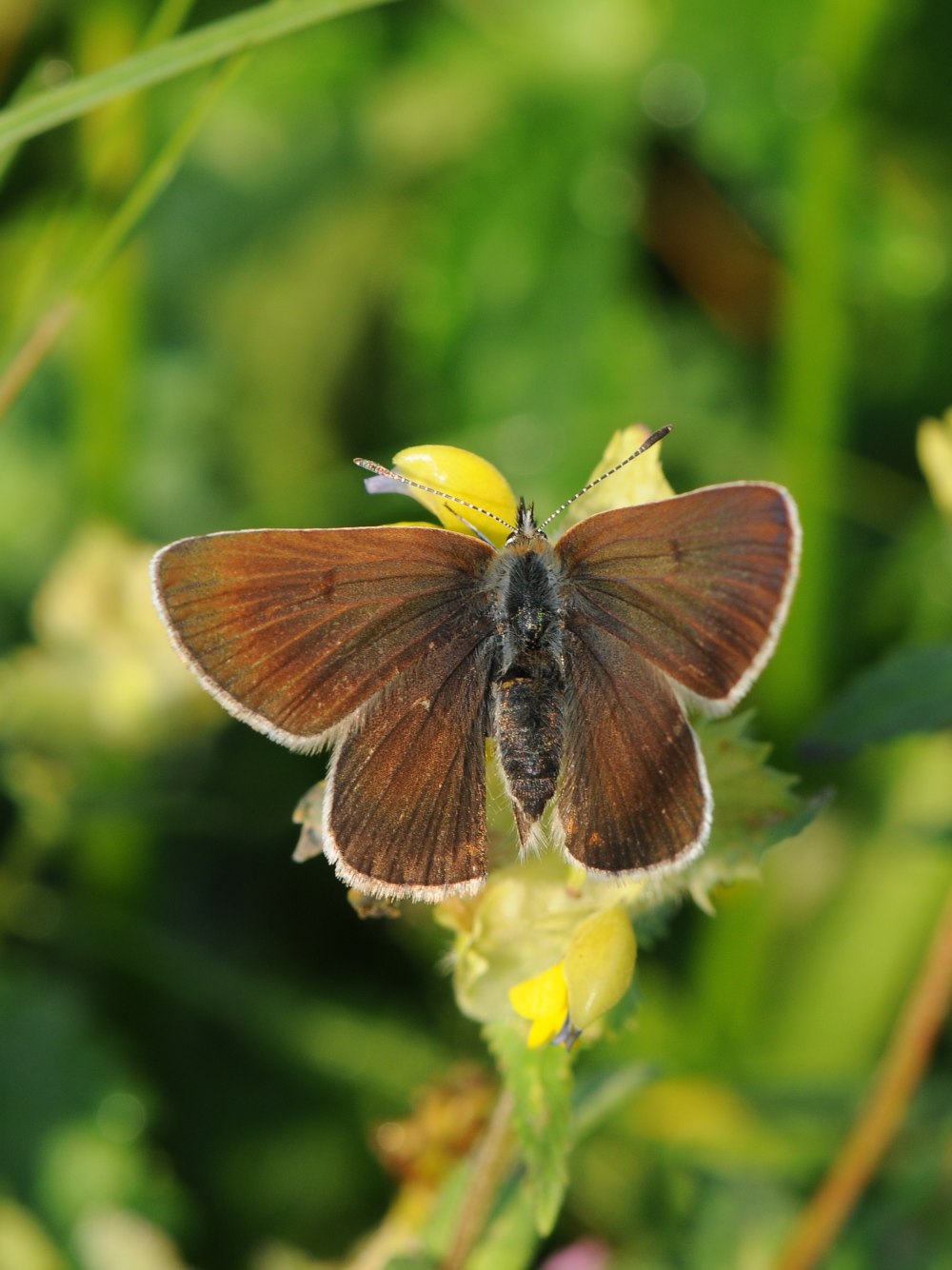 Aricia eumedon