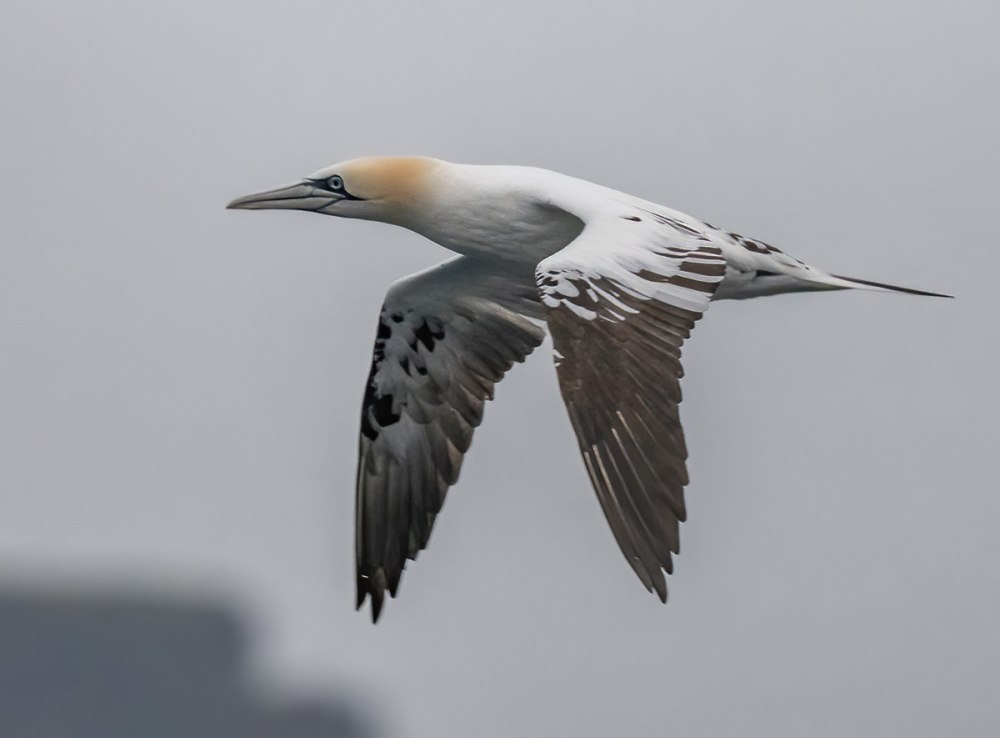 18. Северная олуша (Morus bassanus)