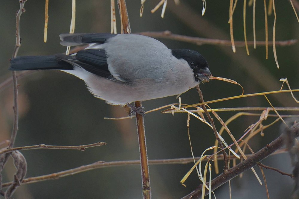 Pyrrhula cineracea