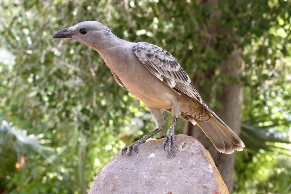 Chlamydera nuchalis