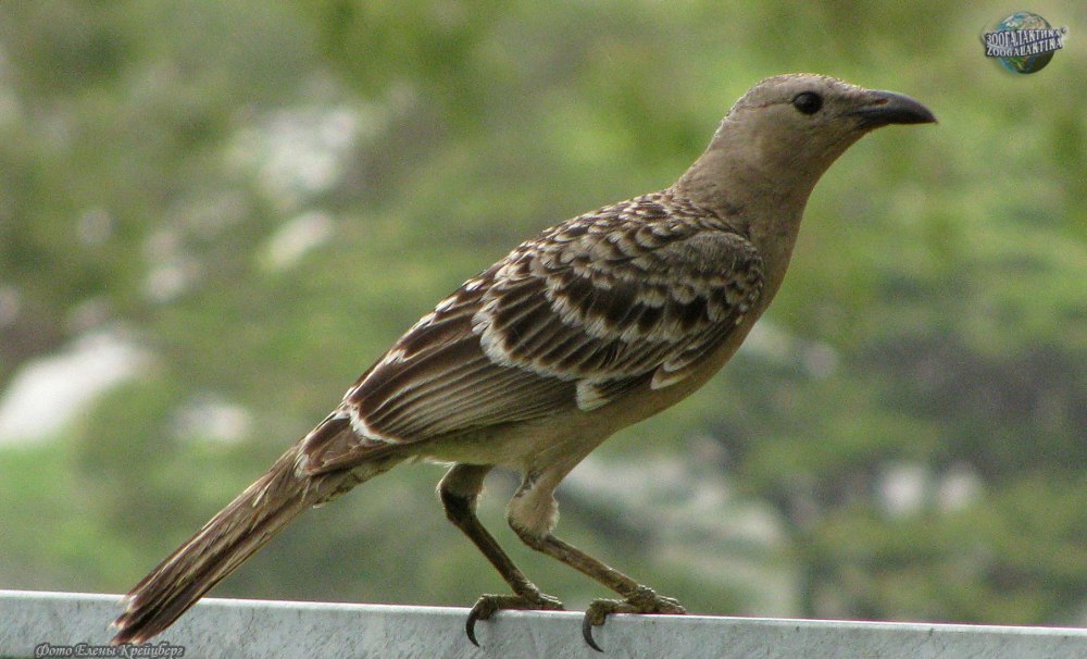 Fawn-breasted Bowerbird
