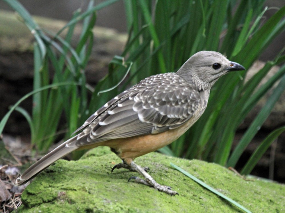 Fawn-breasted Bowerbird
