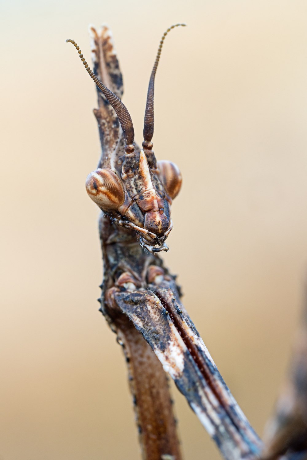 Empusa pennata