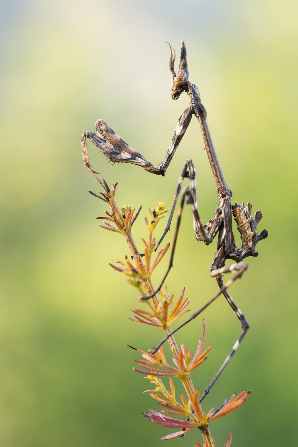 Empusa pennata