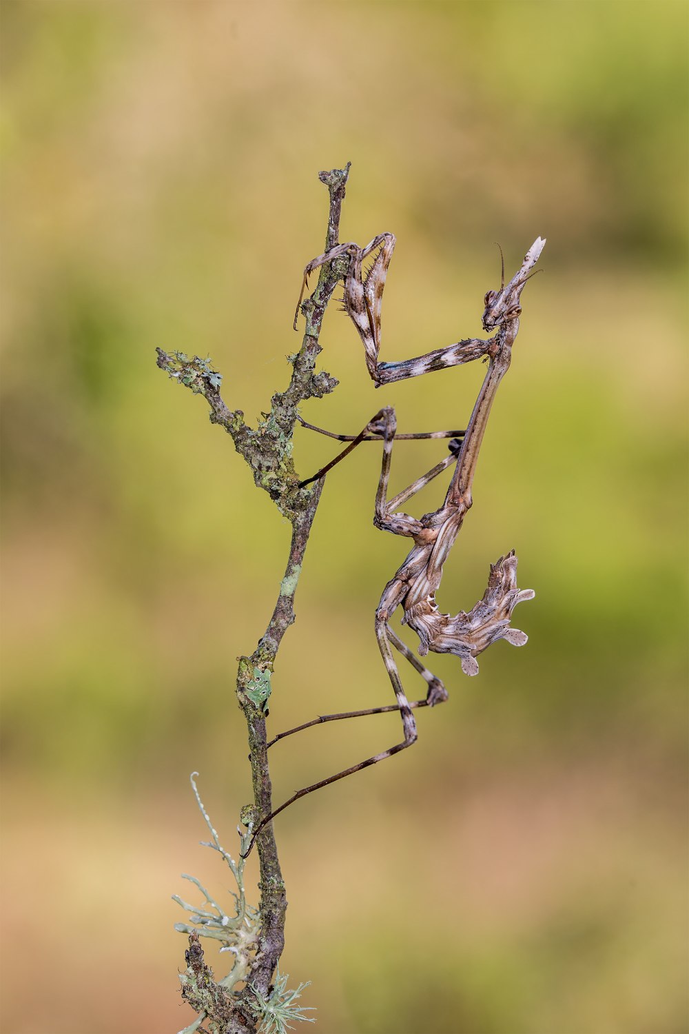 Empusa pennata