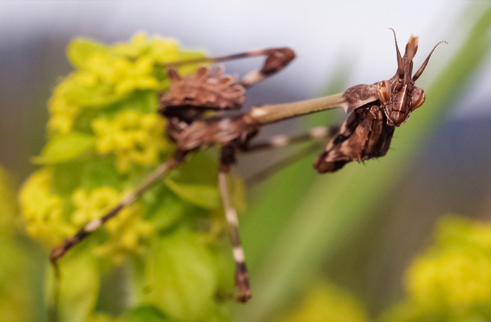 Empusa fasciata самец