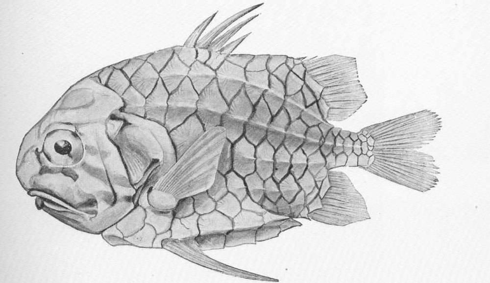 Monocentris japonicus