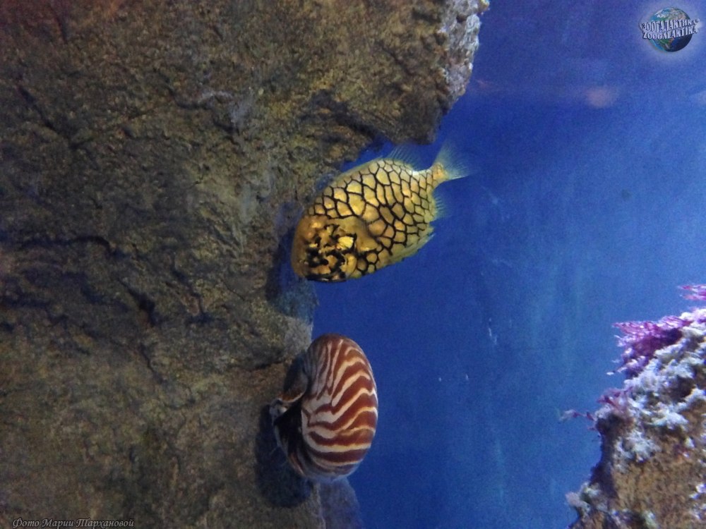 Monocentris japonica,