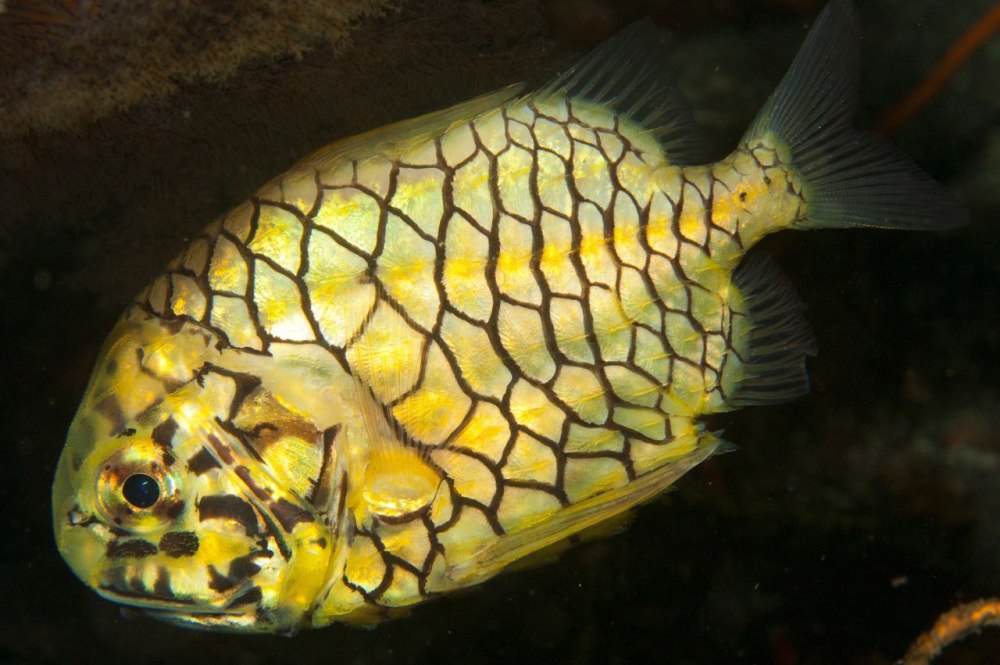 Monocentris japonicus