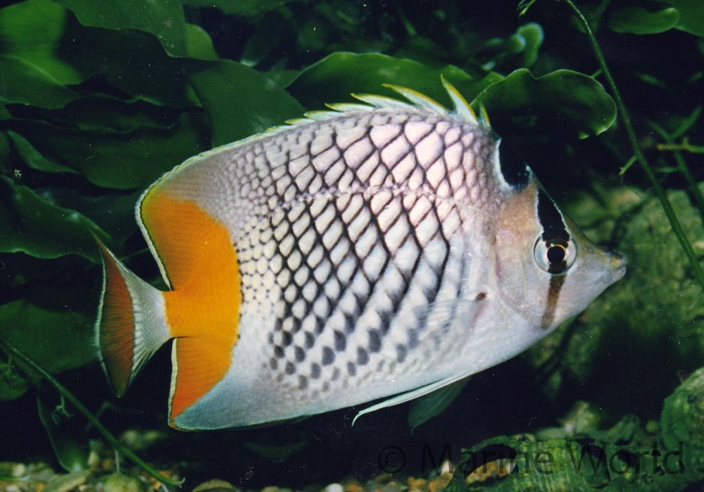 Chaetodon xanthurus