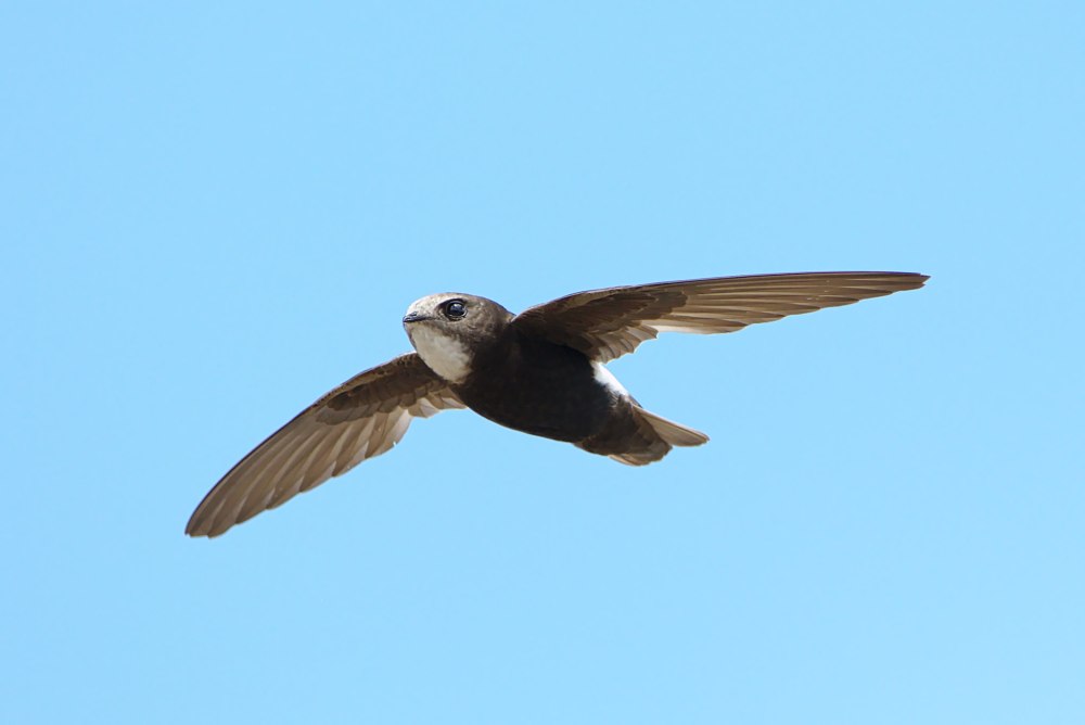 Семейство стрижиные (Apodidae)