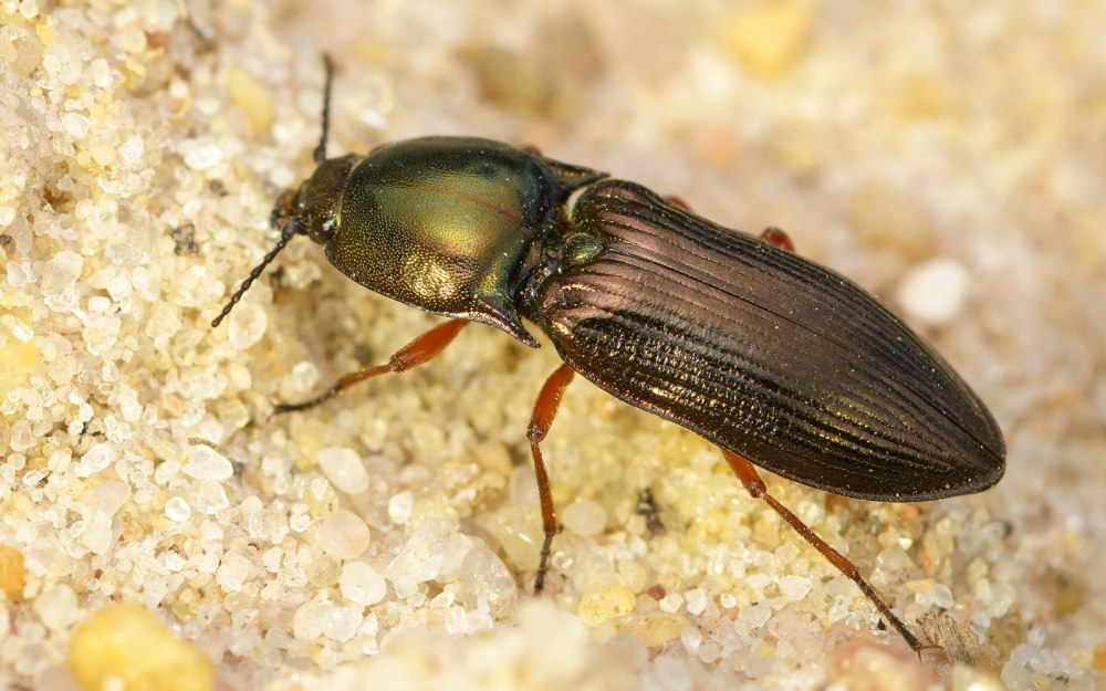 Selatosomus aeneus