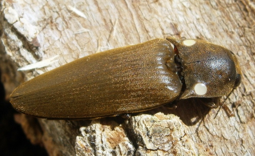 Pyrophorus noctilucus