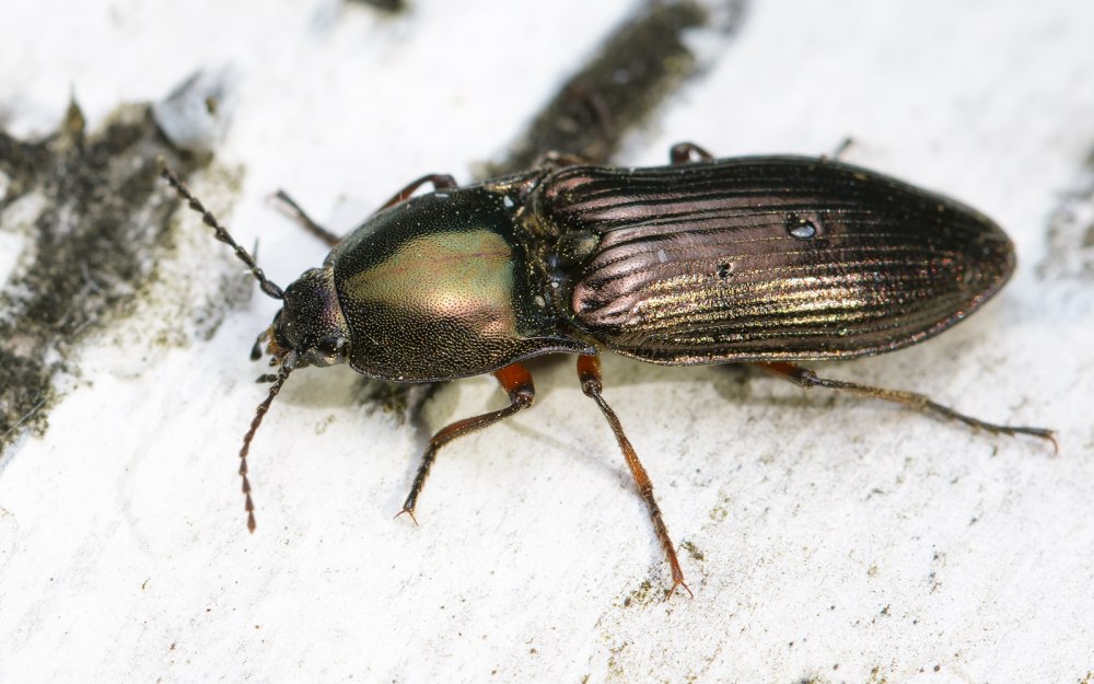 Щелкун Selatosomus melancholicus