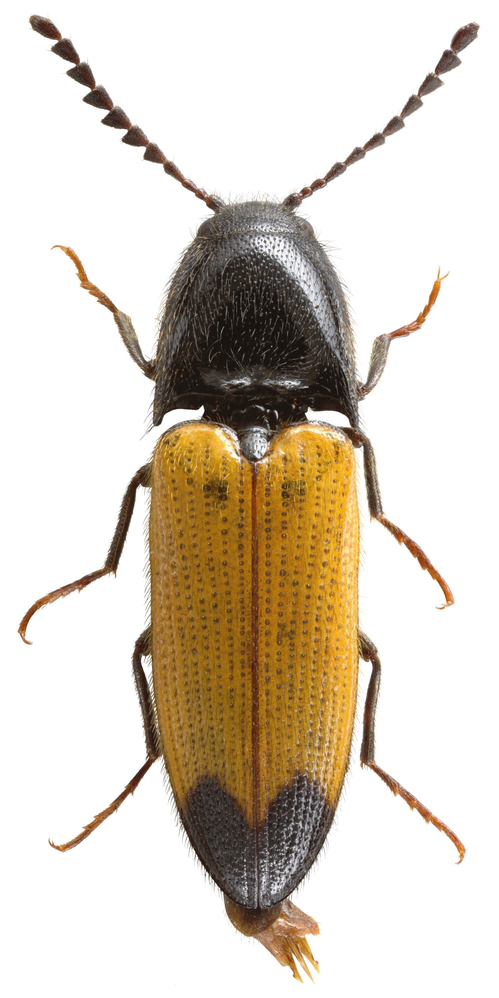 Ampedus brunnicornis