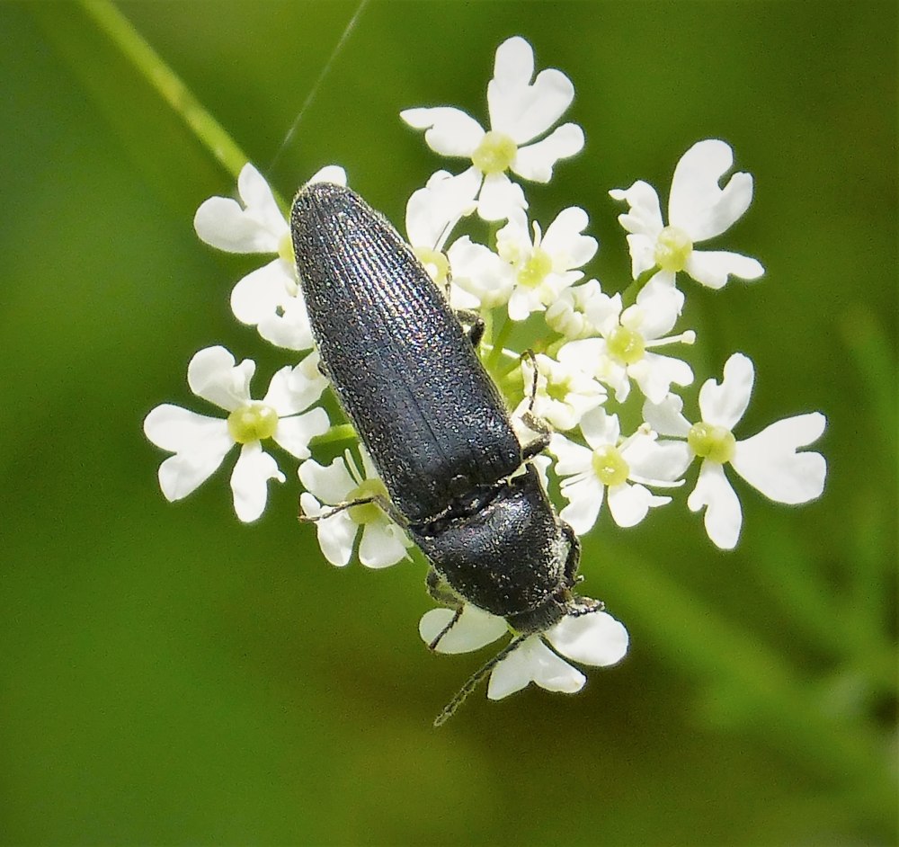 Click Beetle