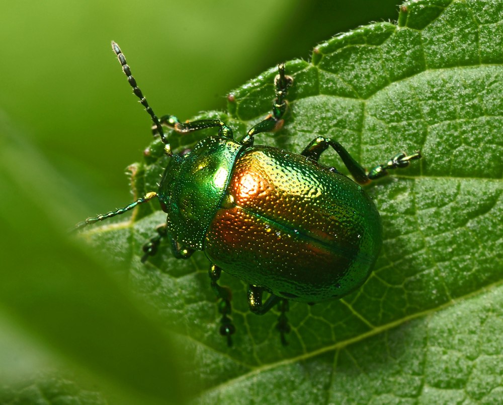 Листоед ясноточный (Chrysolina fastuosa)