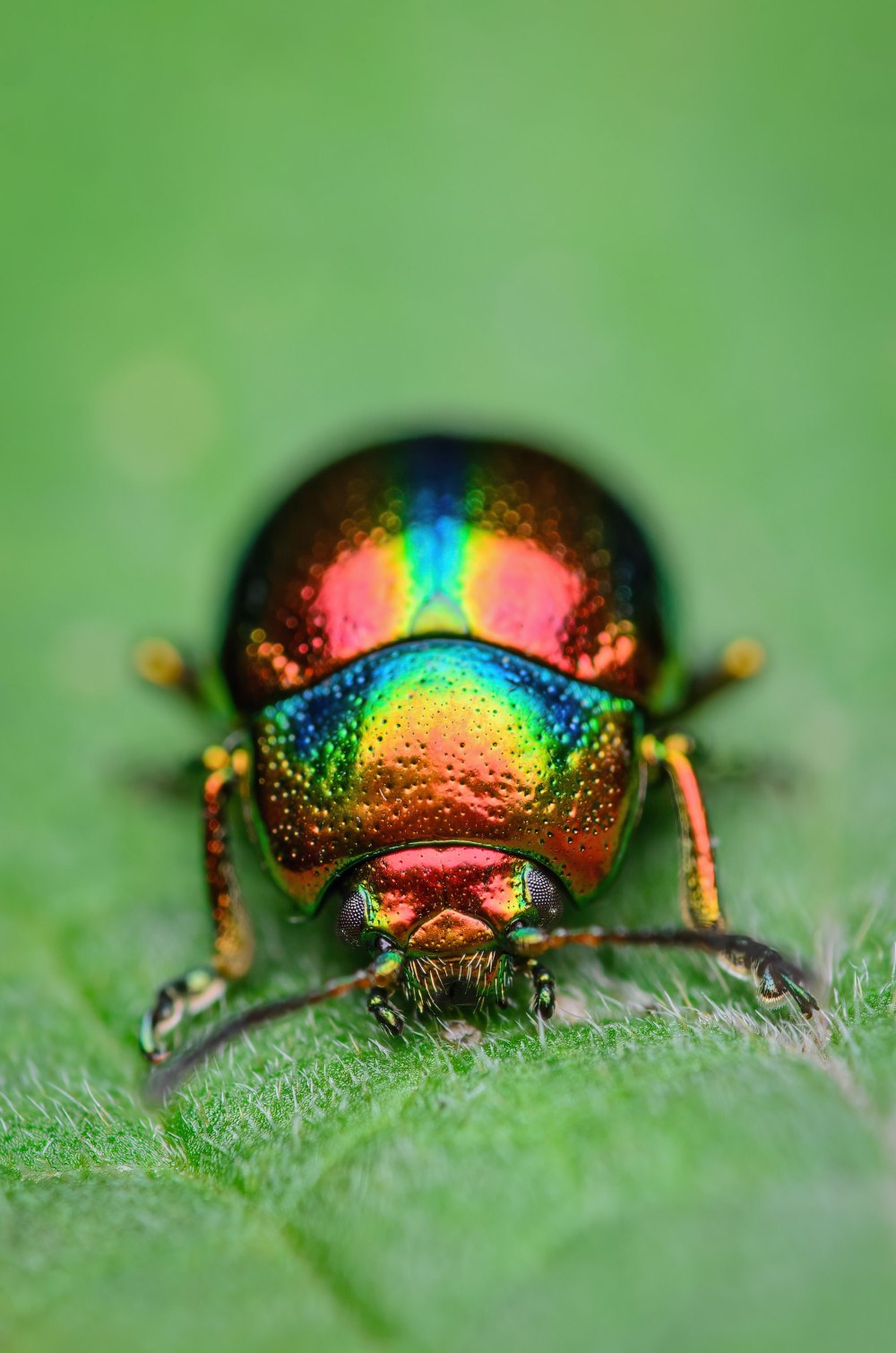 Листоед ясноточный (Chrysolina fastuosa)