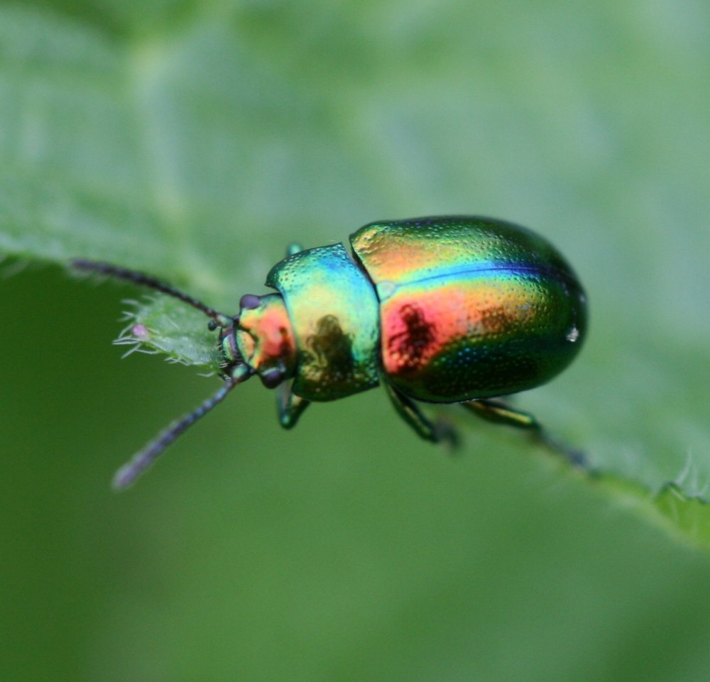 Chrysolina Praestans