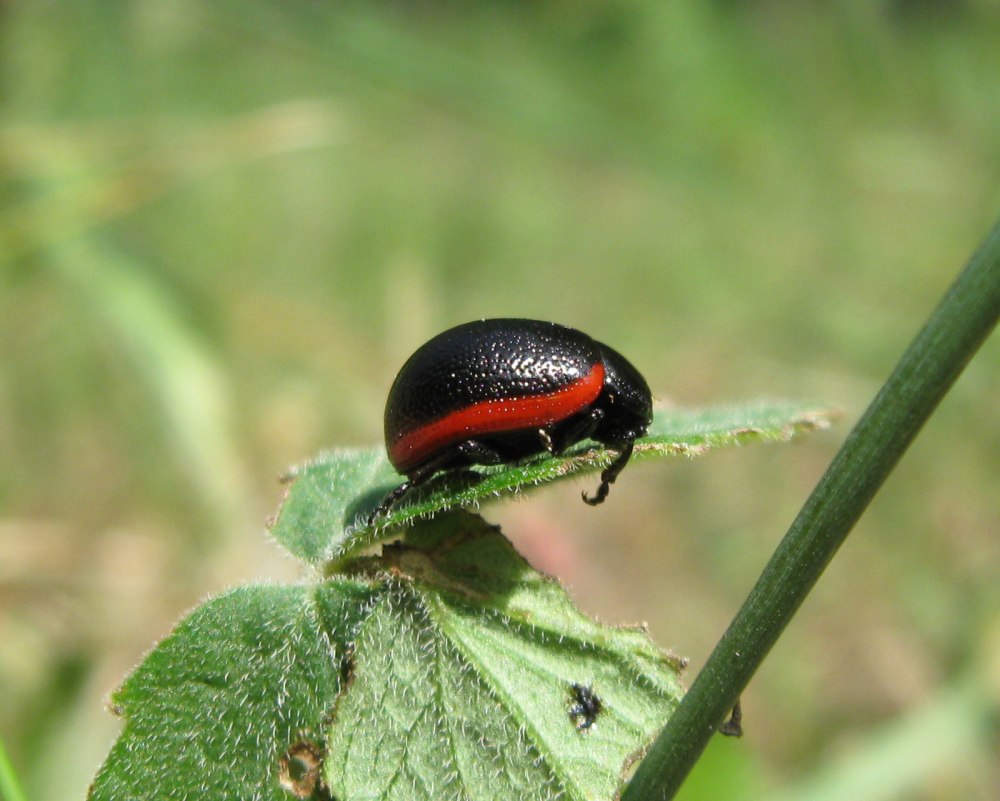 Листоед краснокаемчатый (Chrysolina sanguinolenta)
