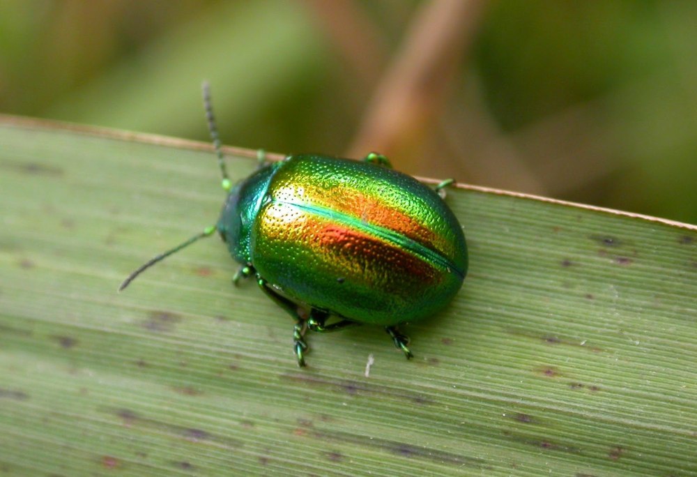 Chrysolina (Chrysolina) graminis (Linnaeus, 1758)