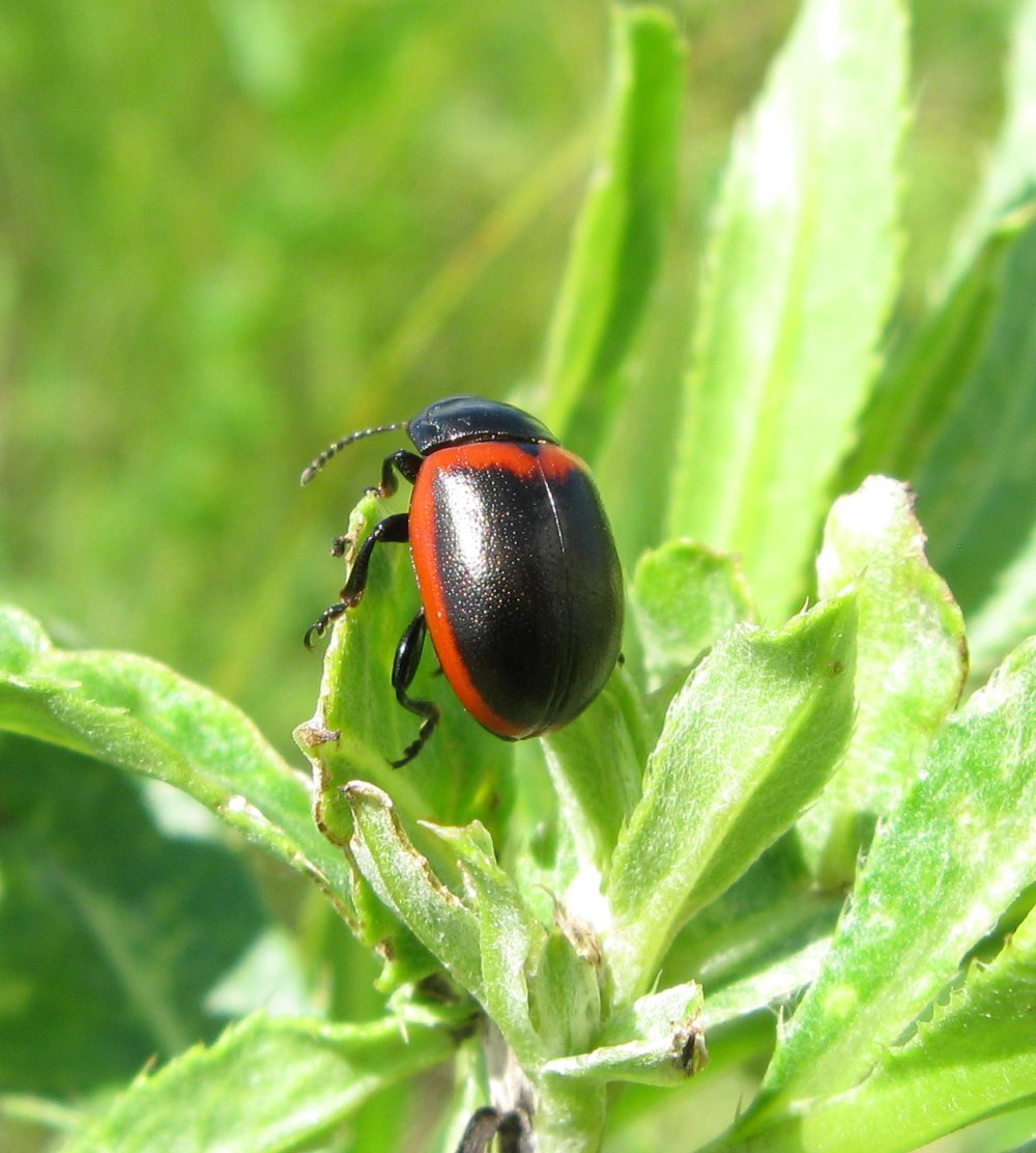 Листоед окаймлённый ( Chrysolina limbata)
