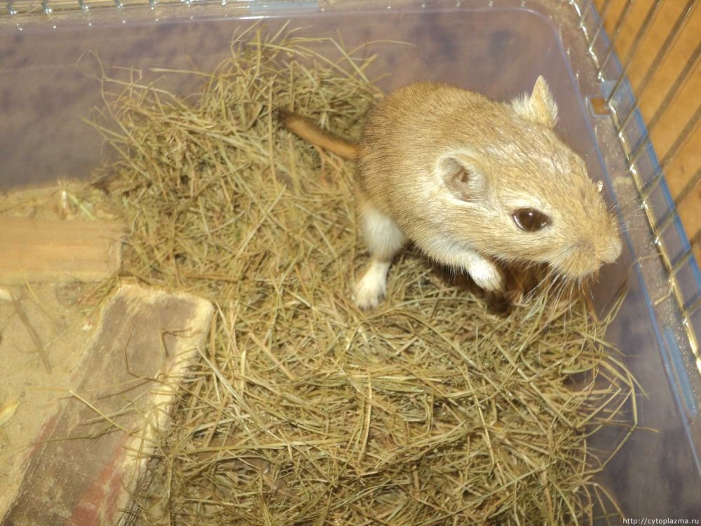 Песчанка мальчик