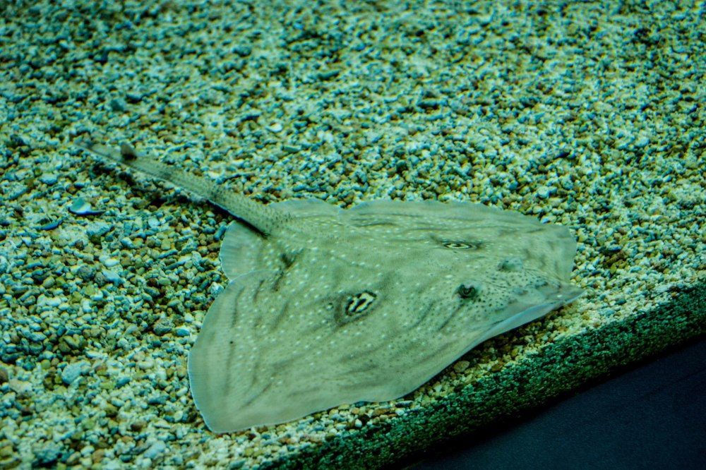 Рыба Песчанка морская