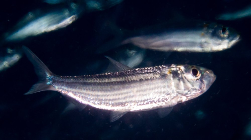 Atherina hepsetus