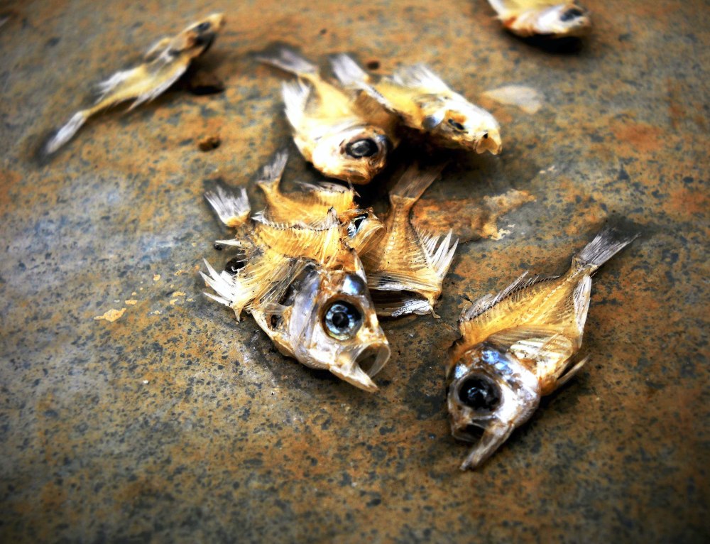 Рыба Песчанка морская
