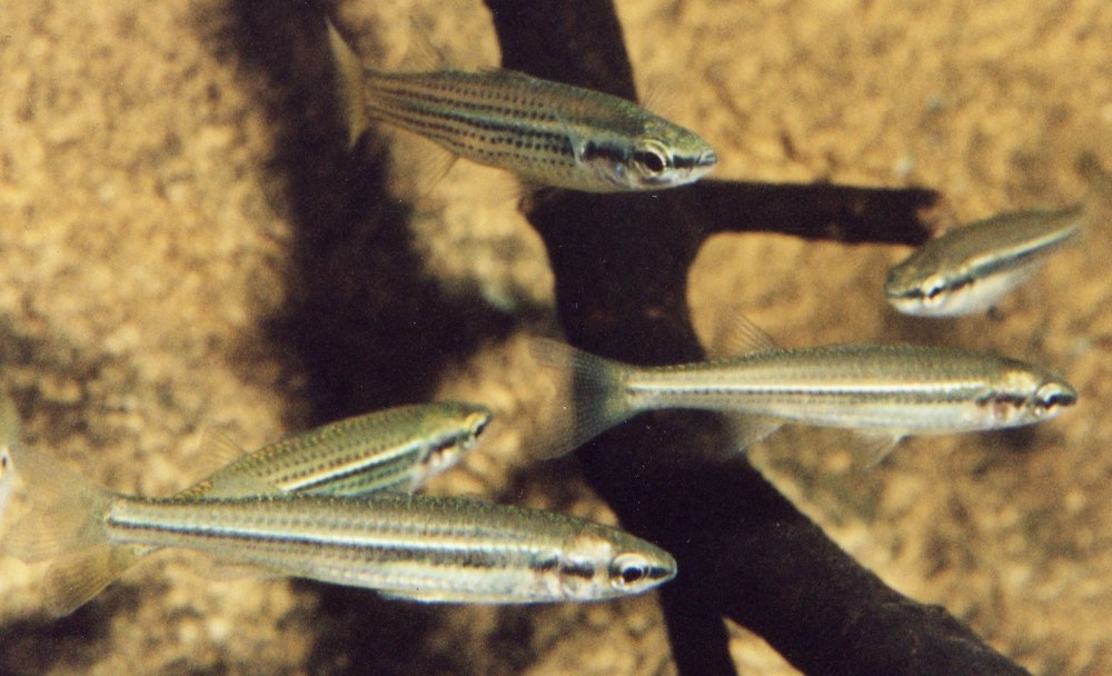 Craterocephalus stramineus
