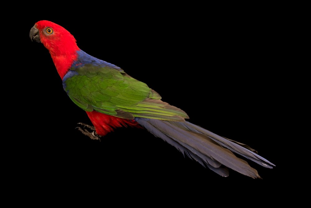 Moluccan King Parrot