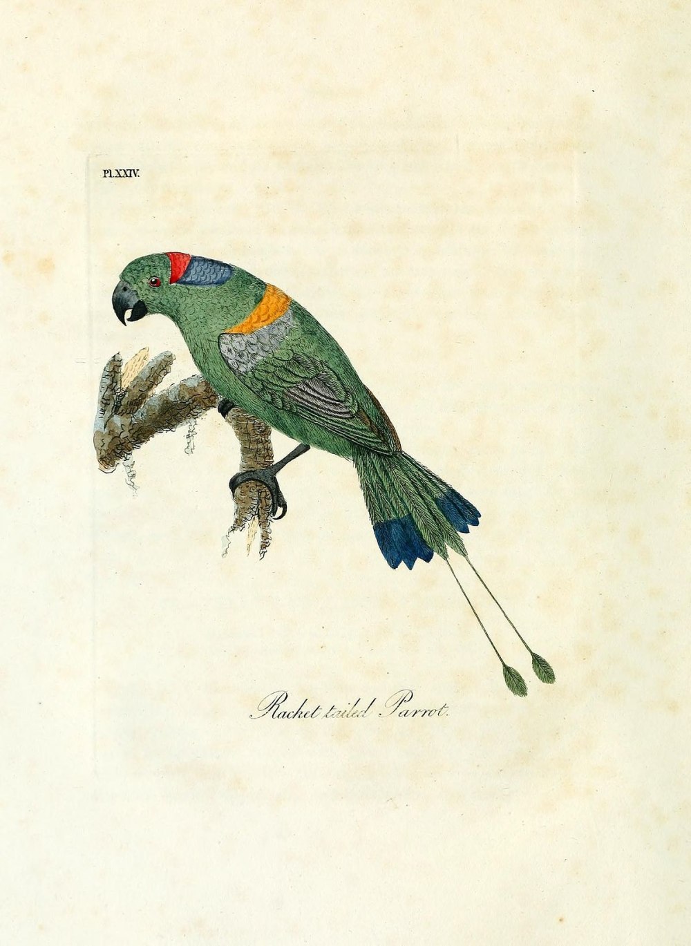 Синешапочный ракетохвостый попугай