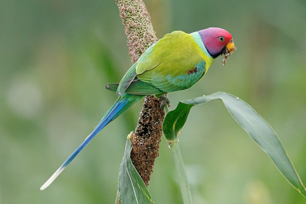 Ravachol Parrot