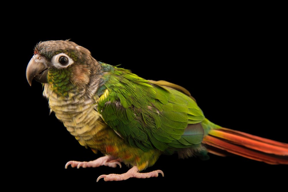 Pyrrhura molinae