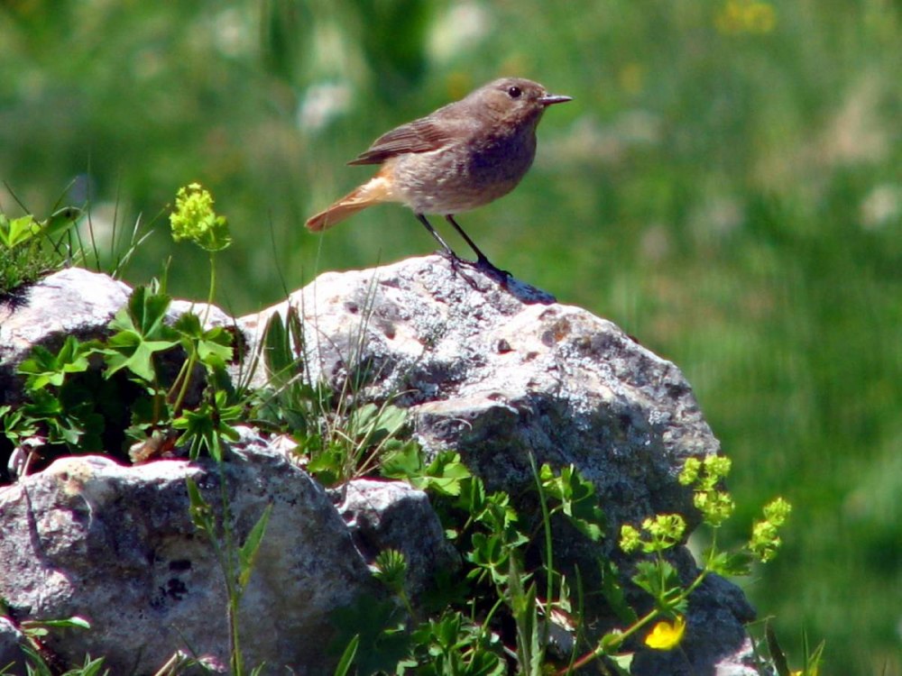Воробьинообразные птицы кавказский заповедник